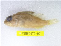 藏品(眉鬚鱗頭鮋)的圖片